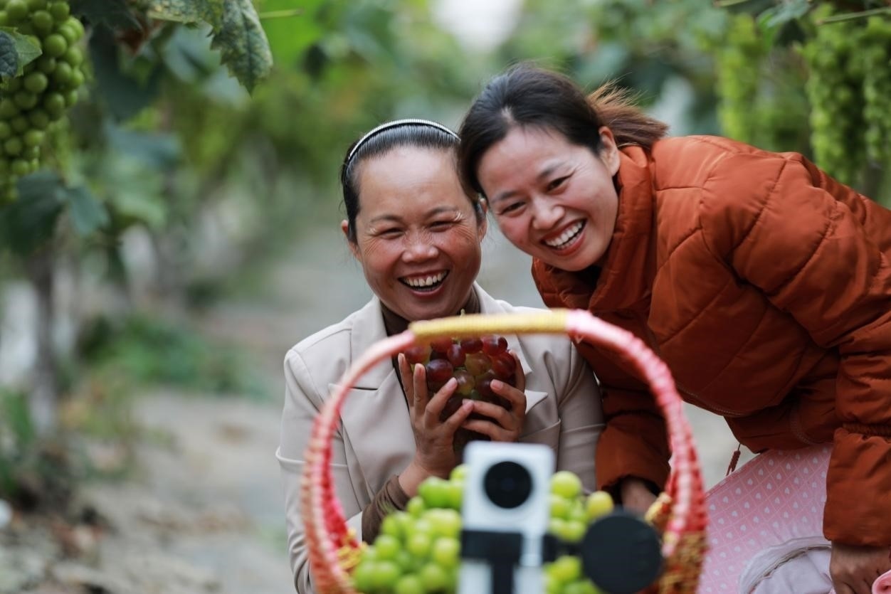 2024年10月6日，果農(nóng)在貴州省黔西市金碧鎮(zhèn)新蘭村葡萄園里進(jìn)行直播銷(xiāo)售。來(lái)源：人民圖片