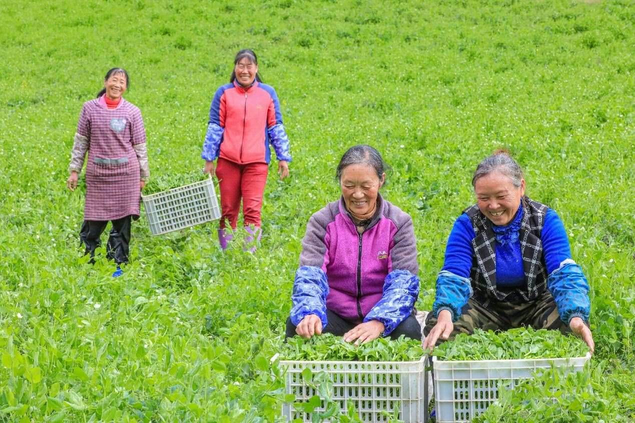在四川省阿壩藏族羌族自治州馬爾康市馬爾康鎮(zhèn)納足村，當(dāng)季蔬菜喜獲豐收，群眾正在忙著采收、裝箱供應(yīng)市場(chǎng)。來源：人民圖片