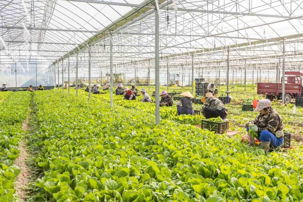 2024年10月8日，在廣西梧州市蒙山縣文圩鎮(zhèn)大明村一個(gè)大棚蔬菜基地內(nèi)，民工在采摘、包裝包心菜，準(zhǔn)備運(yùn)銷外地。來源：人民圖片