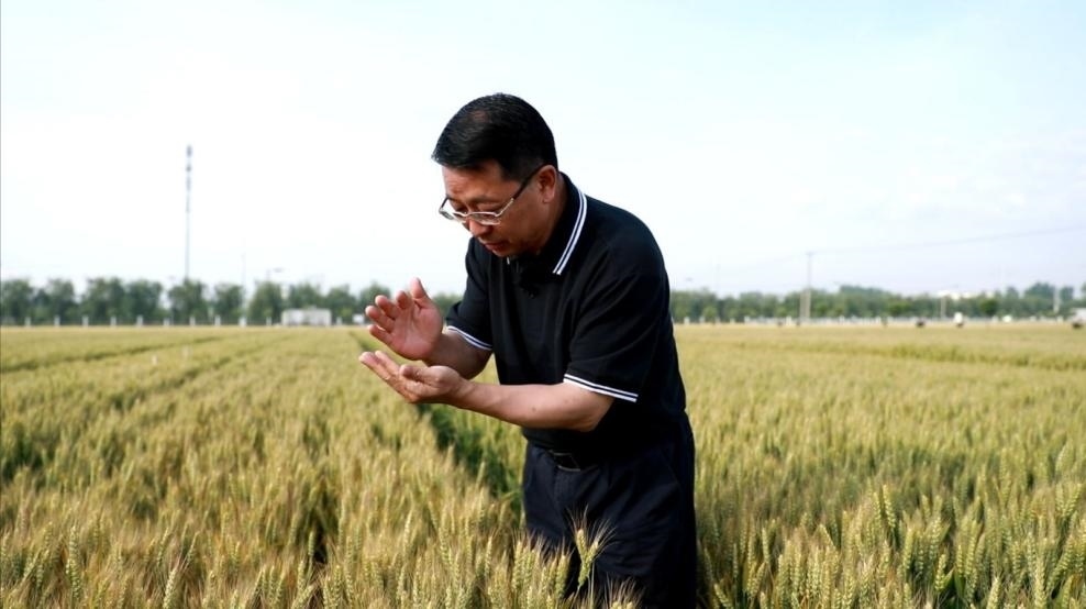 張福鎖在曲周查看小麥長勢。受訪者供圖