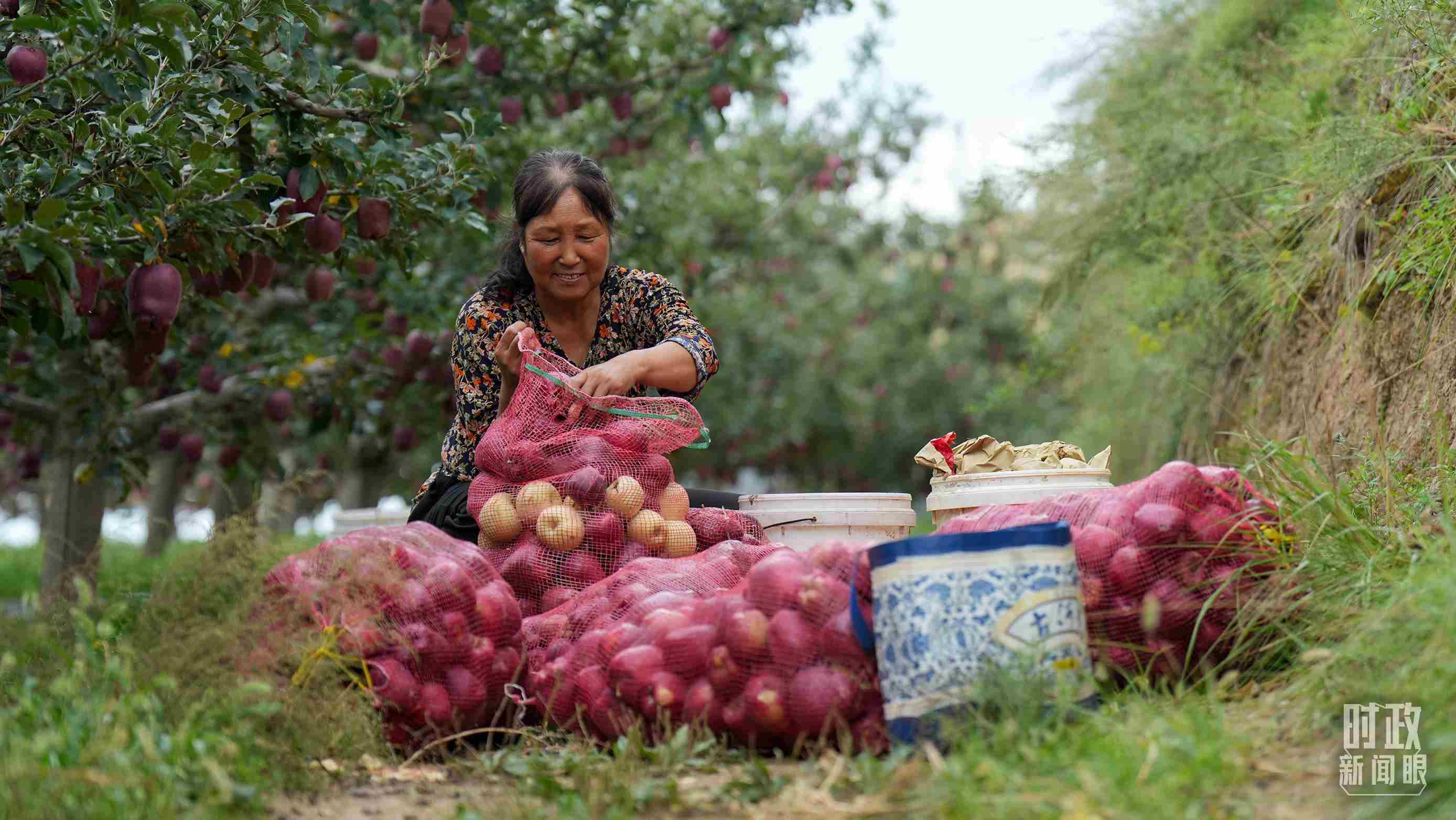 △甘肅天水的花牛蘋果已經(jīng)成為當(dāng)?shù)厝罕姷摹吧鷳B(tài)果”“致富果”。（總臺(tái)記者李晉拍攝）