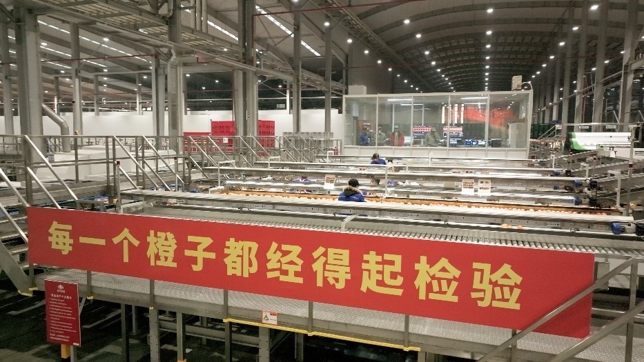 工人在智能生產(chǎn)線上對臍橙精深加工。人民網(wǎng)記者 張力洋攝