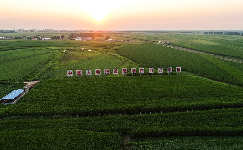 2020年7月23日拍攝的吉林省梨樹縣國(guó)家百萬(wàn)畝綠色食品原料（玉米）標(biāo)準(zhǔn)化生產(chǎn)基地核心示范區(qū)（無(wú)人機(jī)照片）。新華社記者 許暢 攝