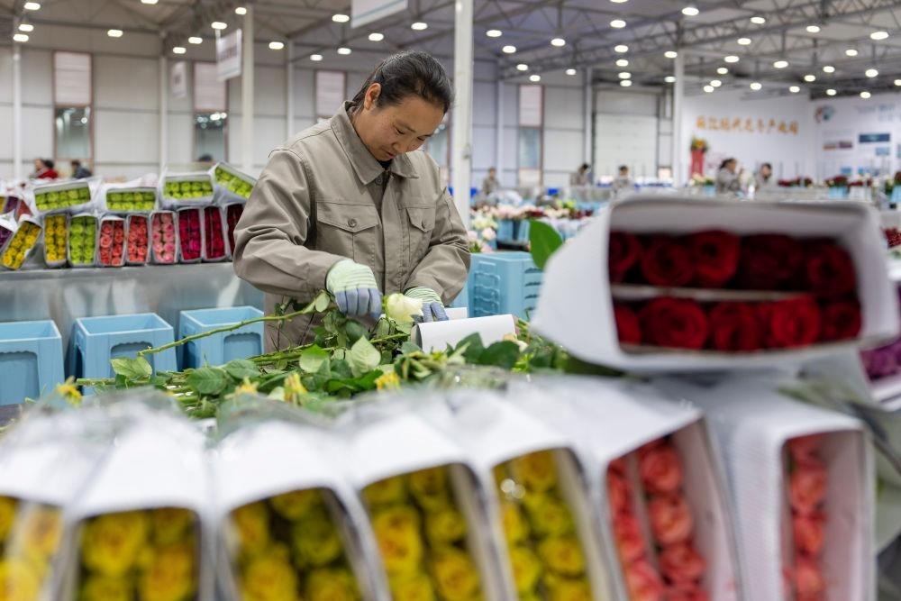 △近日，工作人員在云南麗江現(xiàn)代花卉產(chǎn)業(yè)園包裝鮮花。